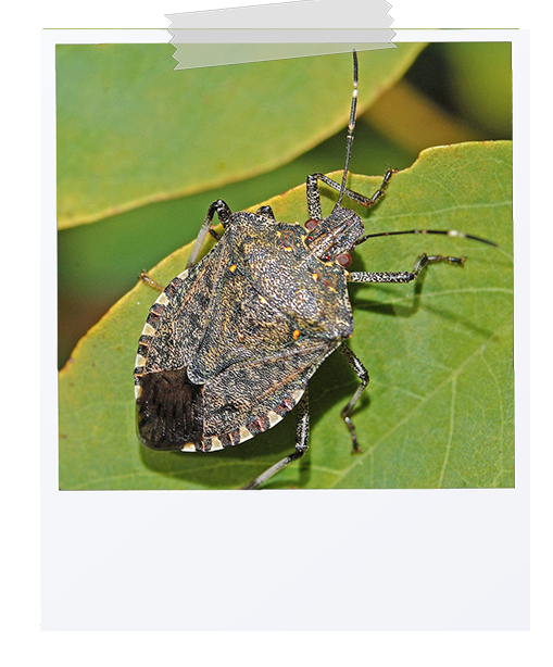 picture of a stink bug